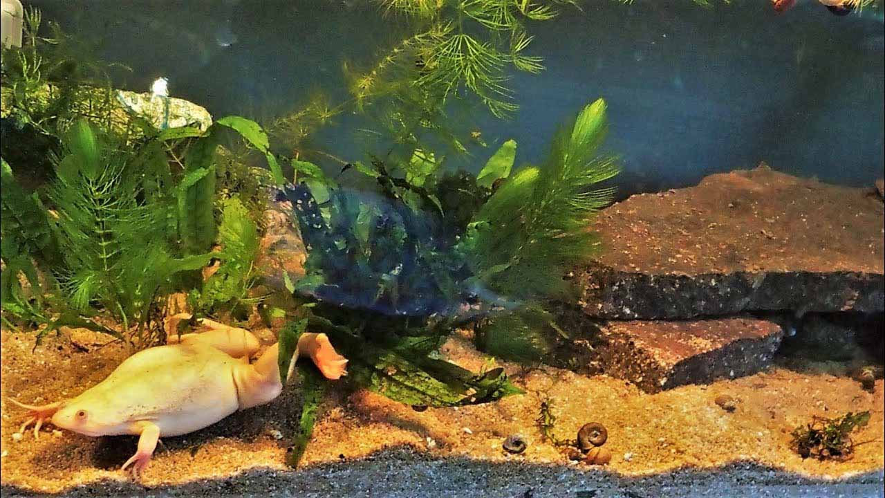 African clawed frog in fish tank