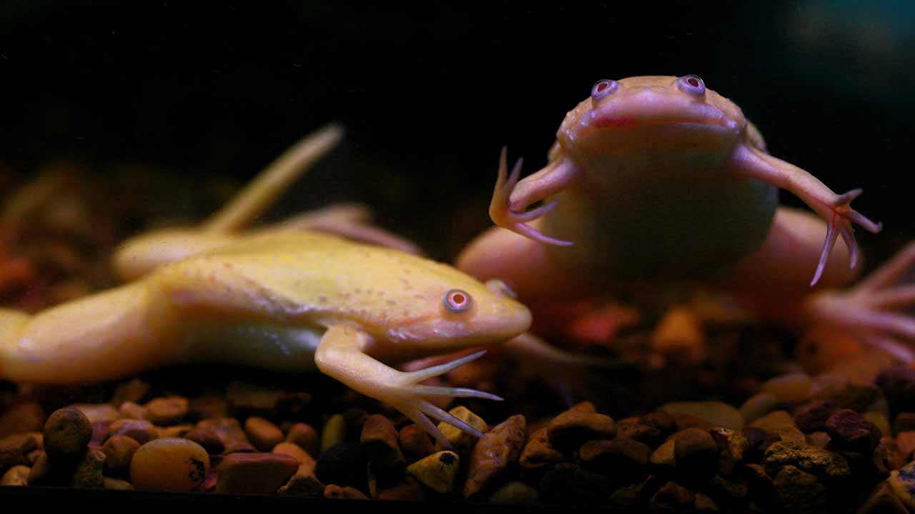 Keeping African clawed frogs