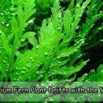 Aquarium Fern Plant Drifts with the Waves