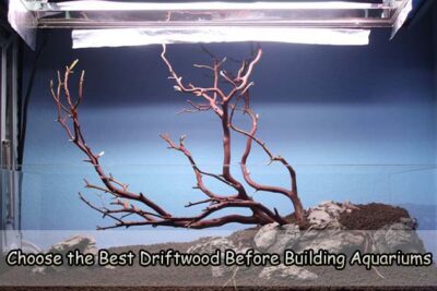 Choose the Best Driftwood Before Building Aquariums