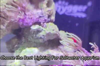 Choose the Best Lighting For Saltwater Aquarium