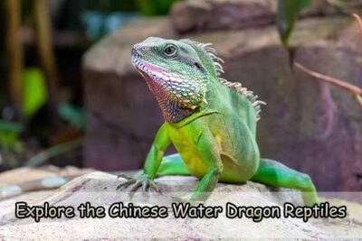 Explore the Chinese Water Dragon Reptiles