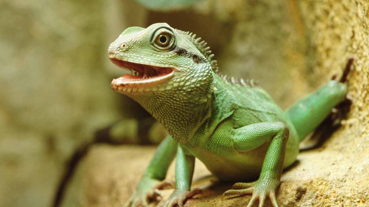 Chinese water dragon reptiles