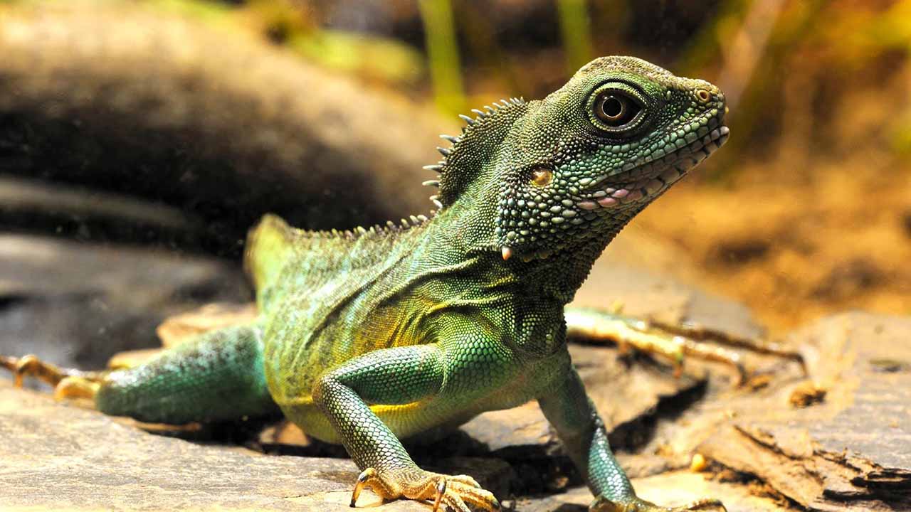 Chinese water dragon in water