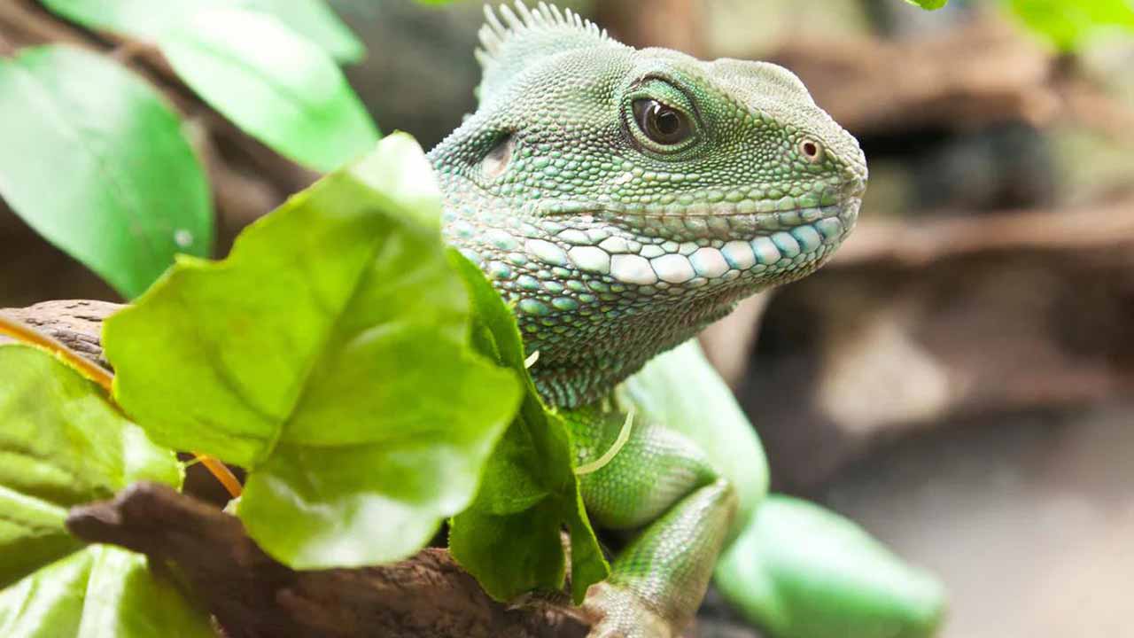 Chinese water dragon