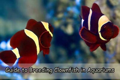 Guide to Breeding Clownfish in Aquariums