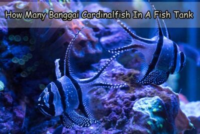 How Many Banggai Cardinalfish In A Fish Tank