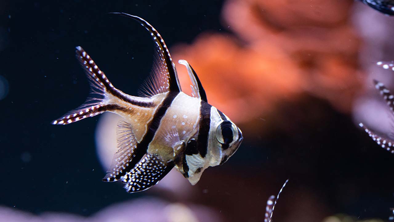 banggai cardinalfish care