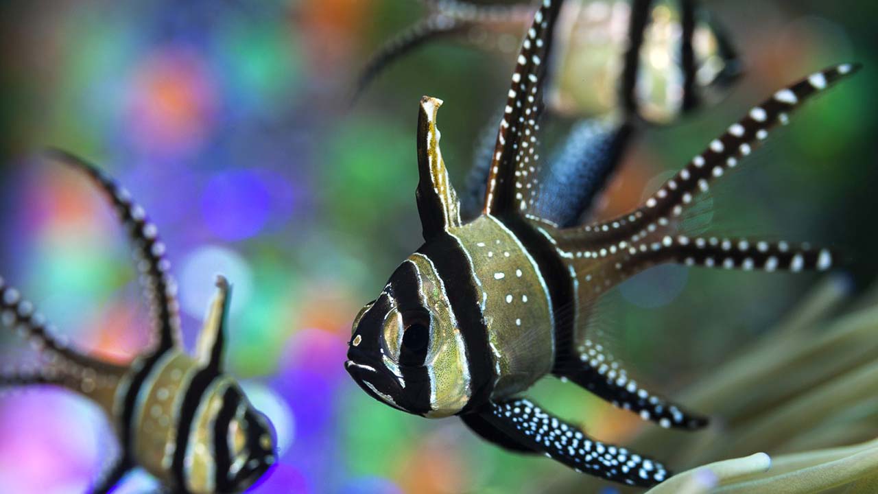 how many banggai cardinalfish