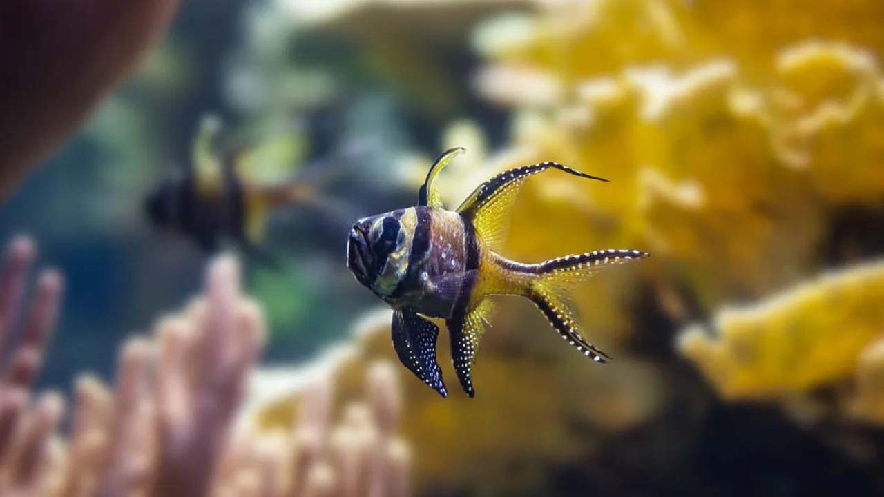 banggai cardinalfish tank mates