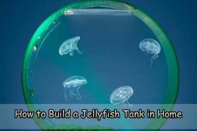 How to Build a Jellyfish Tank in Home