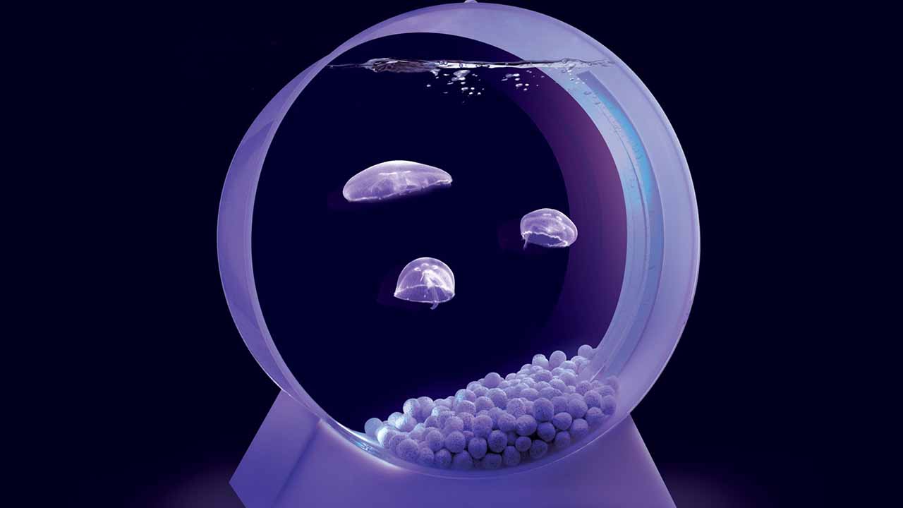 jellyfish tank and jellyfish