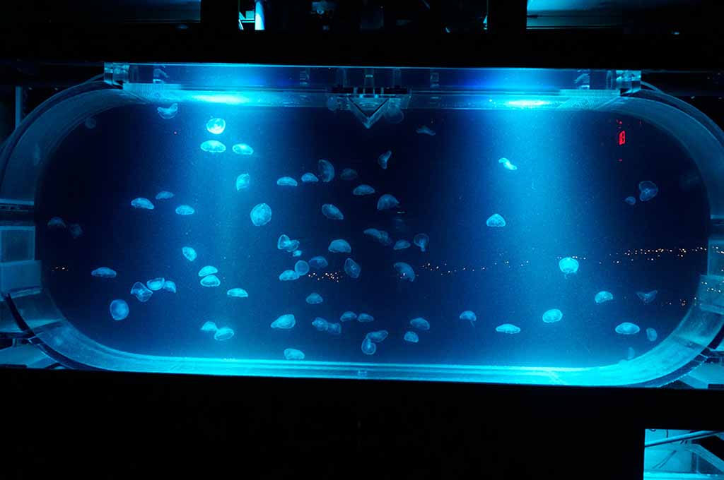 jellyfish tank