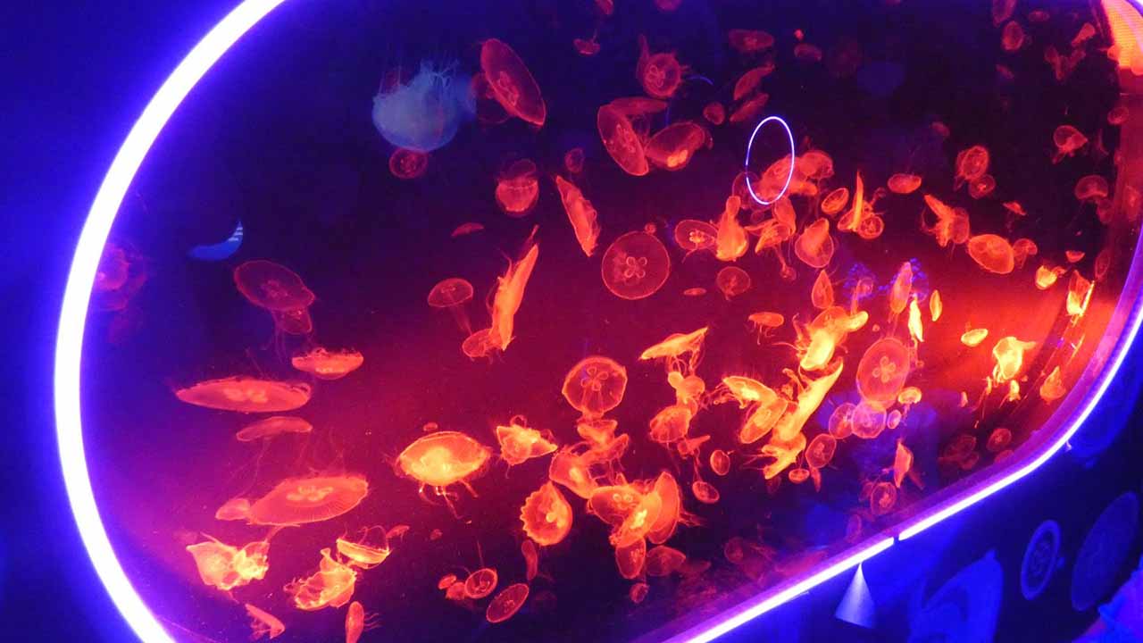 build jellyfish tank