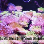 How to Do the Coral Tank Maintenance