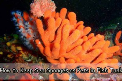 How to Keep Sea Sponges as Pets in Fish Tank