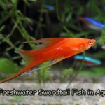 Lovely Freshwater Swordtail Fish in Aquariums