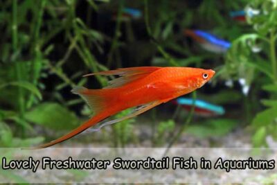 Lovely Freshwater Swordtail Fish in Aquariums