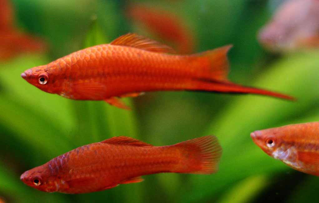 swordtail fish types