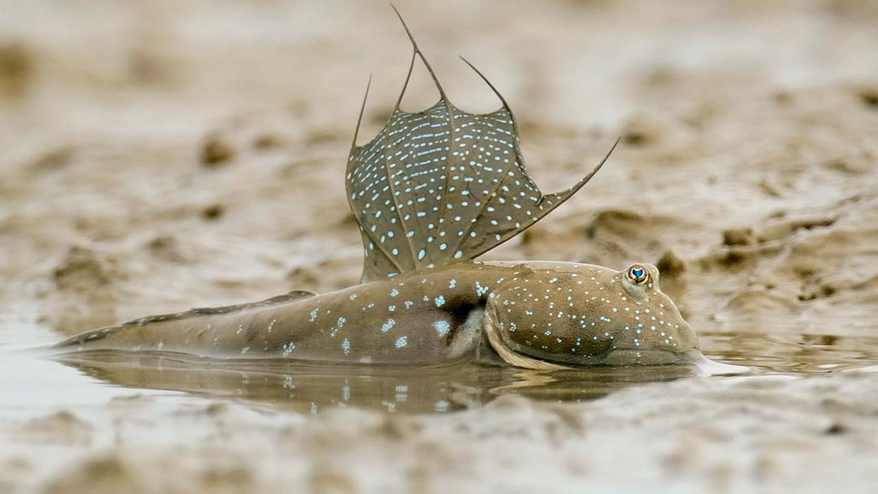 mudskipper