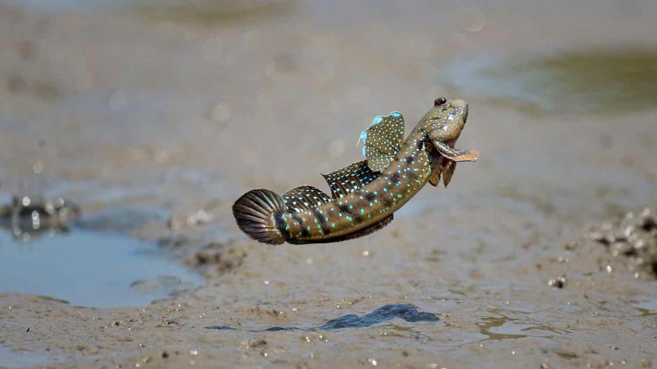 mudskipper pet