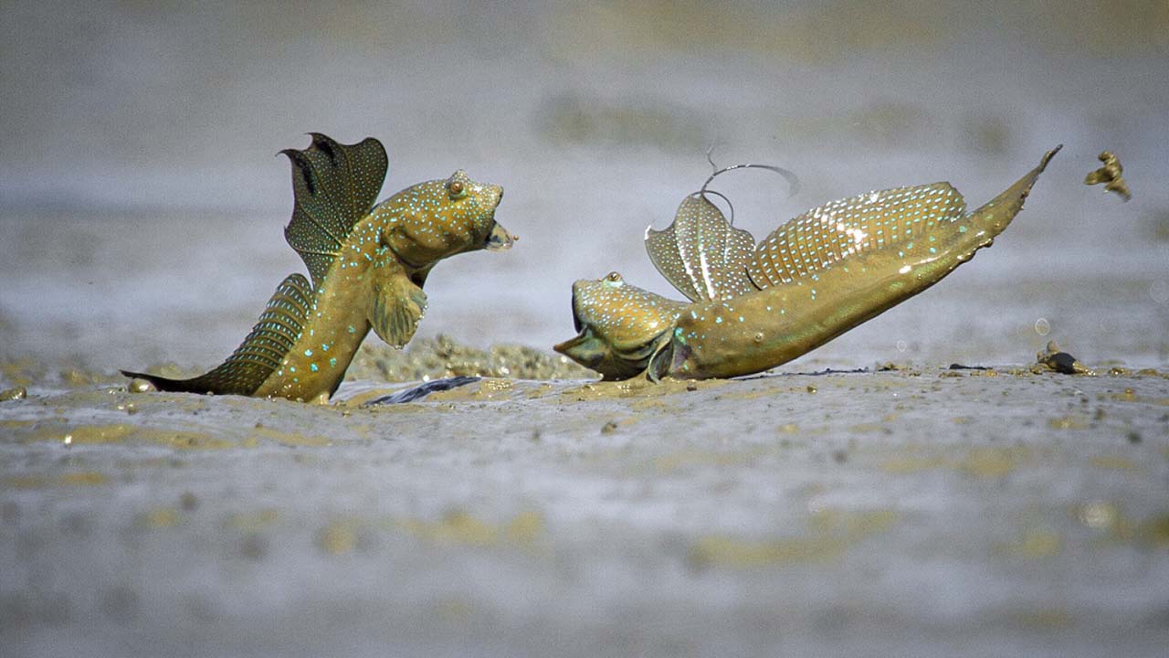 mudskipper battle