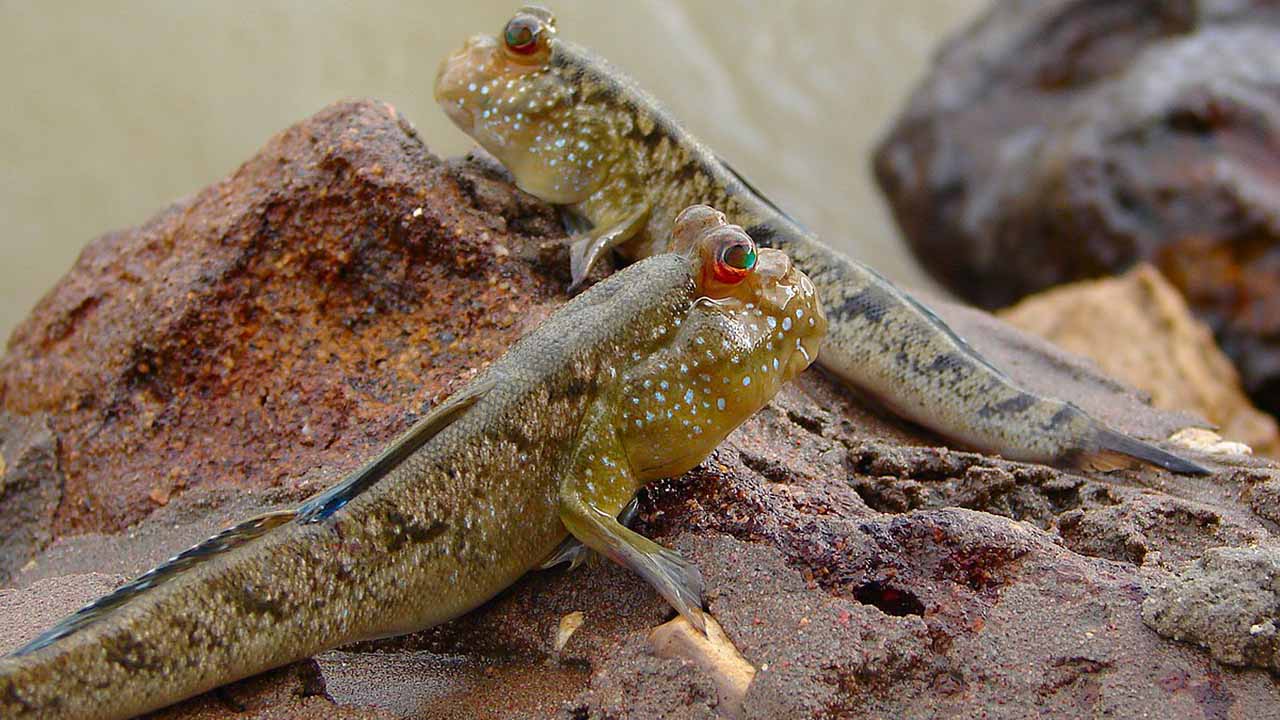 types of mudskipper