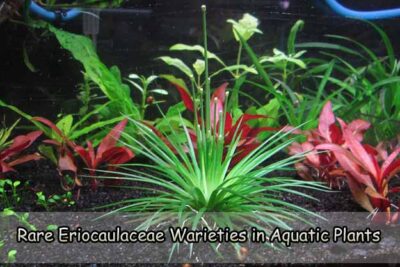Rare Eriocaulaceae Warieties in Aquatic Plants