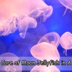 Take Care of Moon Jellyfish in A Tank
