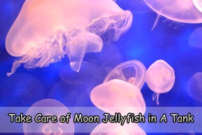 Take Care of Moon Jellyfish in A Tank