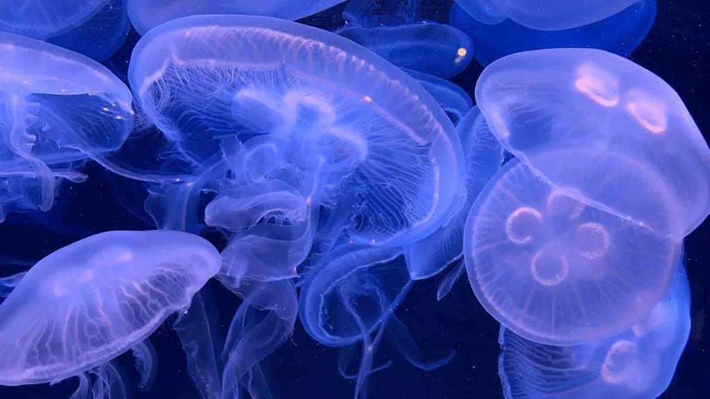 moon jelly fish