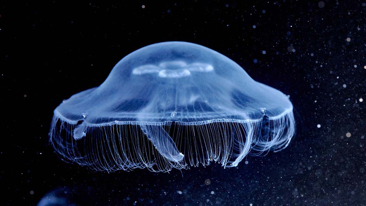 Moon Jellyfish in A Tank