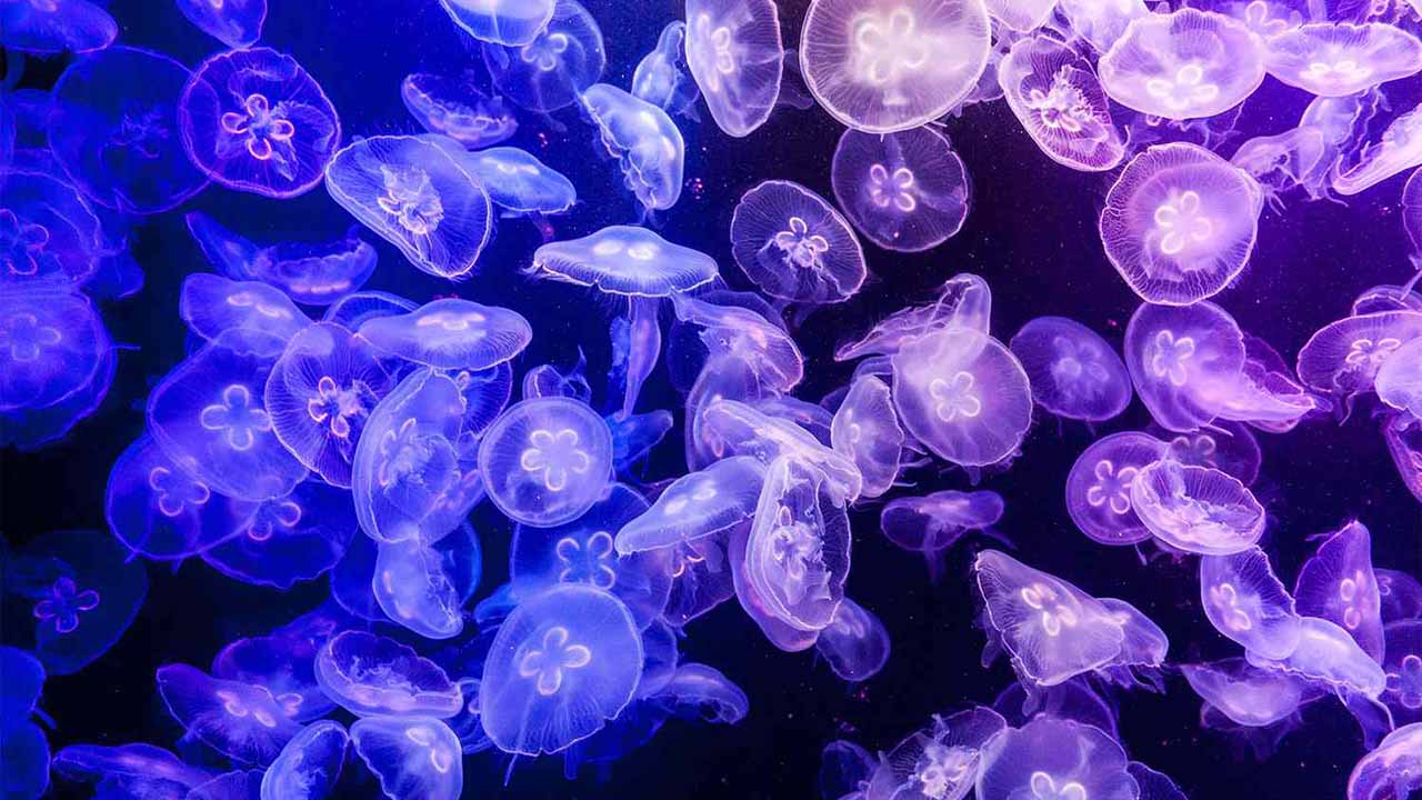 moon jelly fish care guide