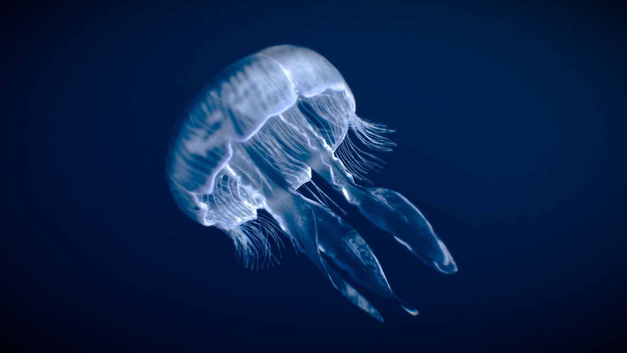 Care of Moon Jellyfish