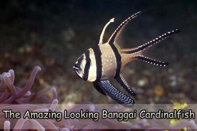 The Amazing Looking Banggai Cardinalfish