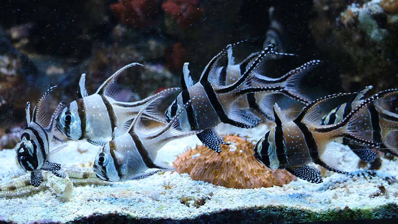 banggai cardinalfish size