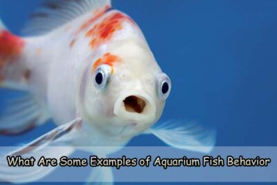 What Are Some Examples of Aquarium Fish Behavior