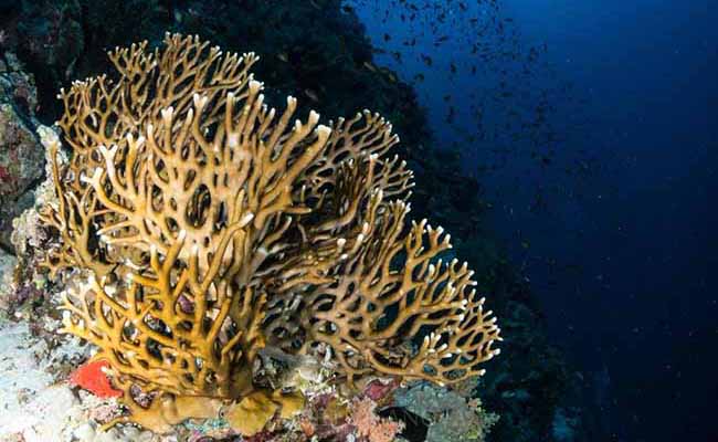 Acropora Millepora (Millepora dichotoma)