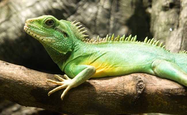 Asian Water Dragon (Physignathus coincides)