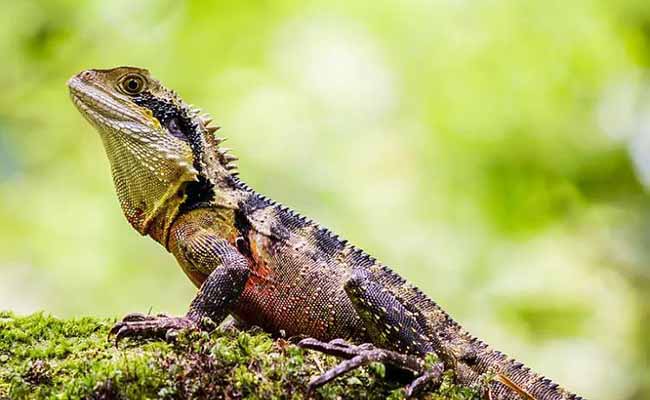 Australian Water Dragon (Intellagama lesueurii)