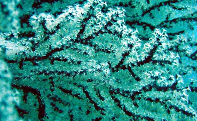 Black Corals (Antipatharia)