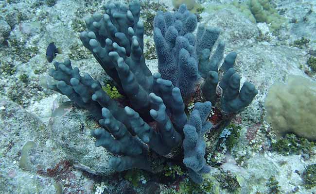 Blue Corals (Helioporacea)