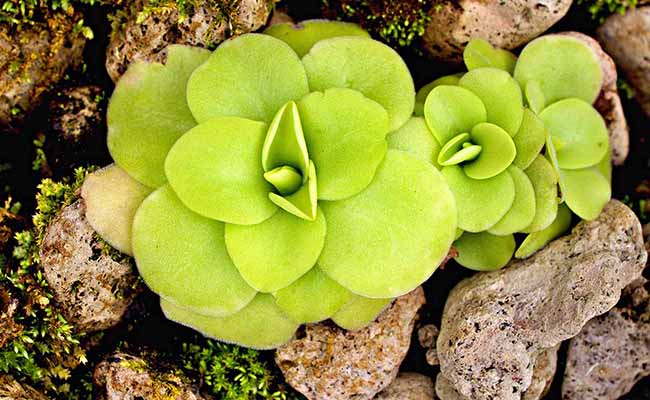 Butterworts (Pinguicula)