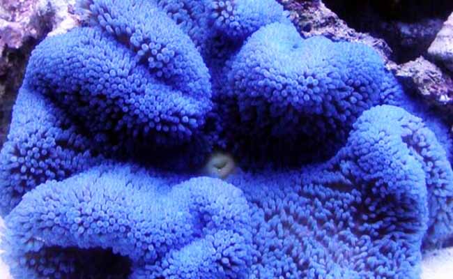 Carpet anemone