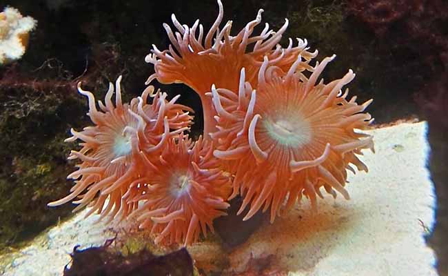 Elegance Coral (Catalaphyllia Jardinei)