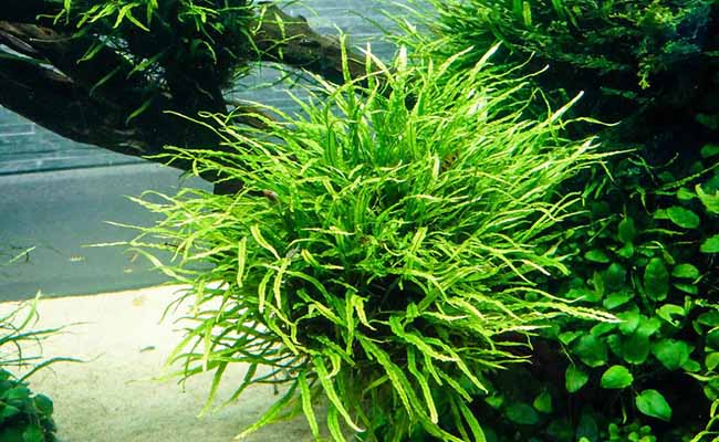 Java Fern Needle Leaf