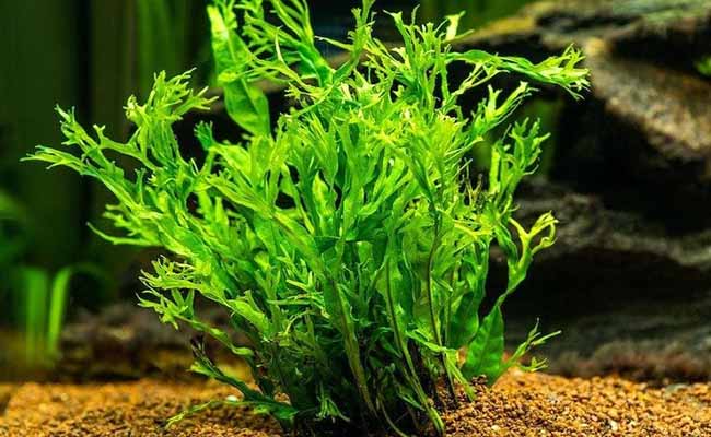 Lace Java Fern