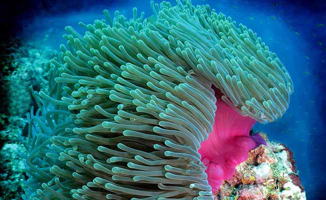 Magnificent Sea Anemone