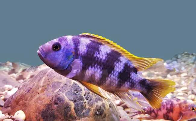 Mbuna (Various African Cichlids)