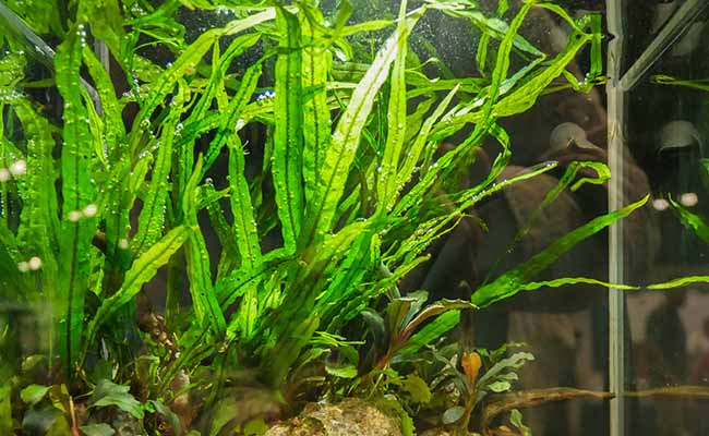 Narrow Leaf Java Fern